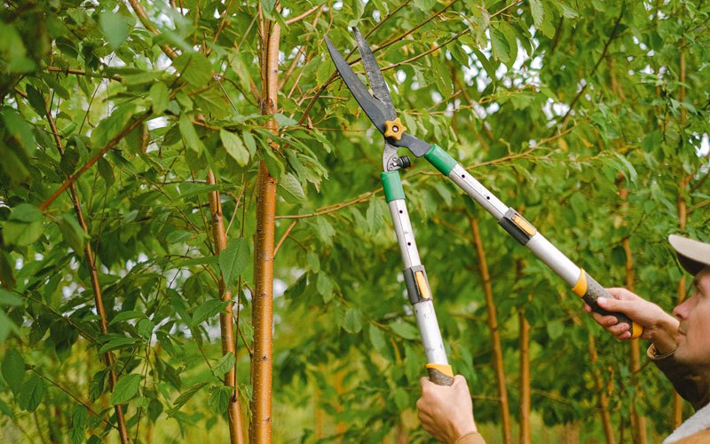 Tree trimming in Ahsahka, ID